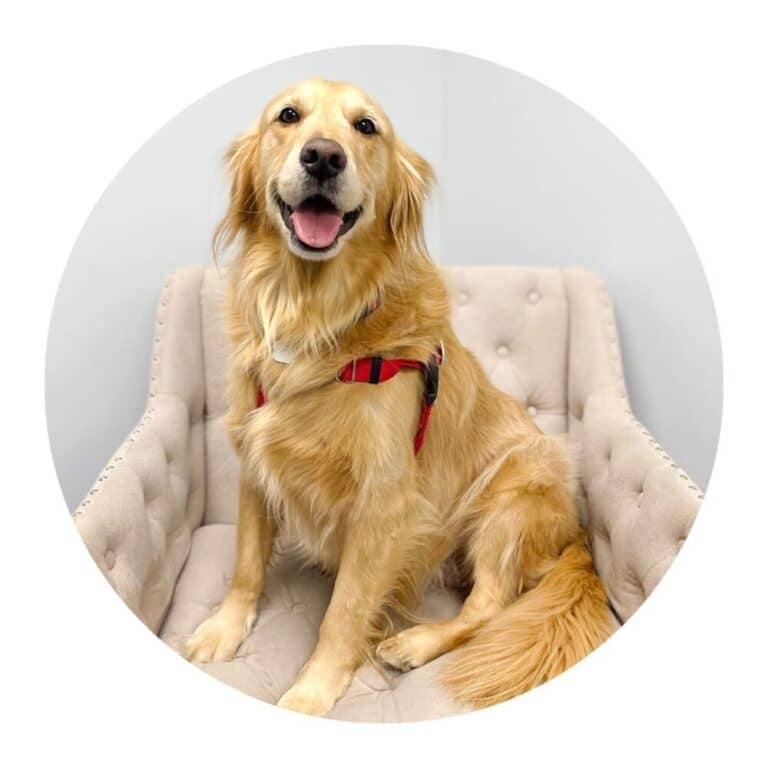 Golden Retriever Certified Therapy Dog